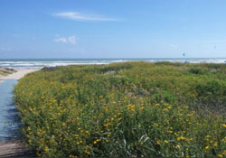 Pet friendly by owner vacation rental in South Padre island